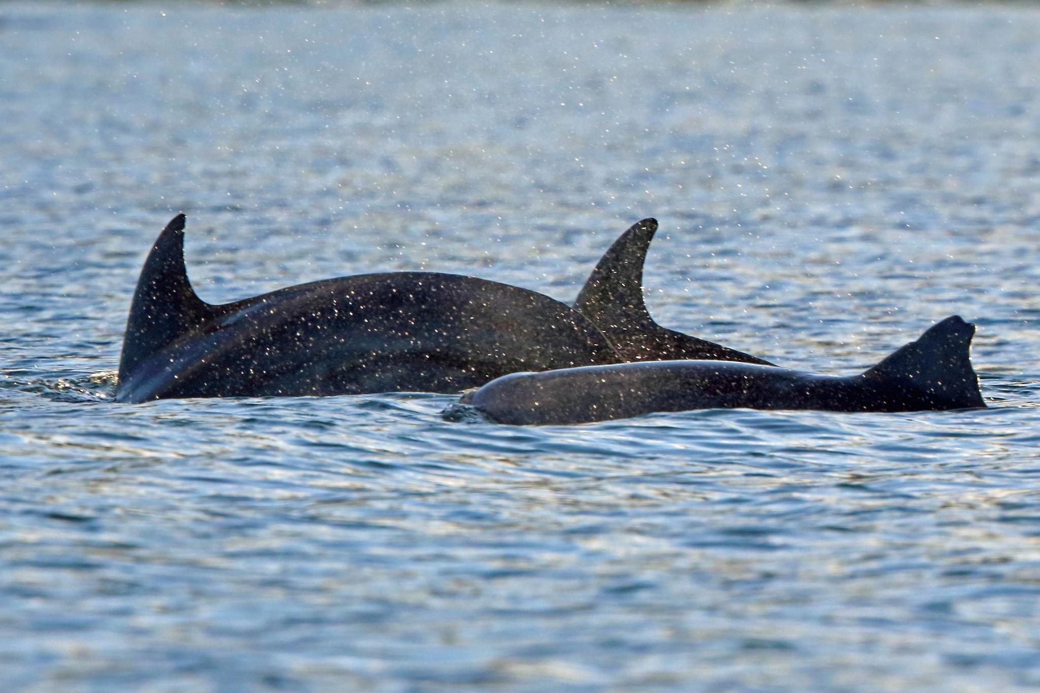 Delfin mular del océano índico