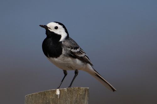 Lavandera blanca