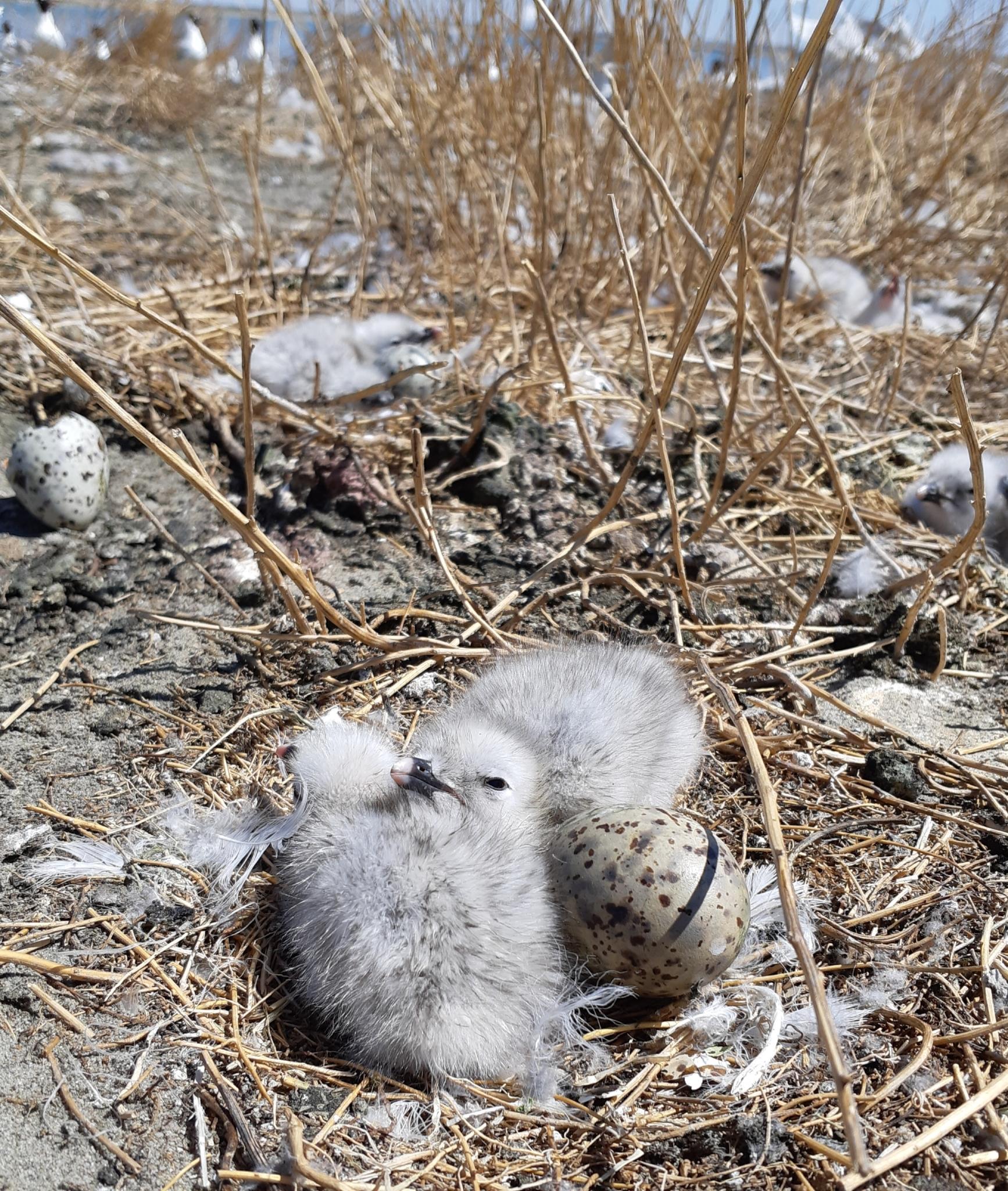 Gaviota Relicta