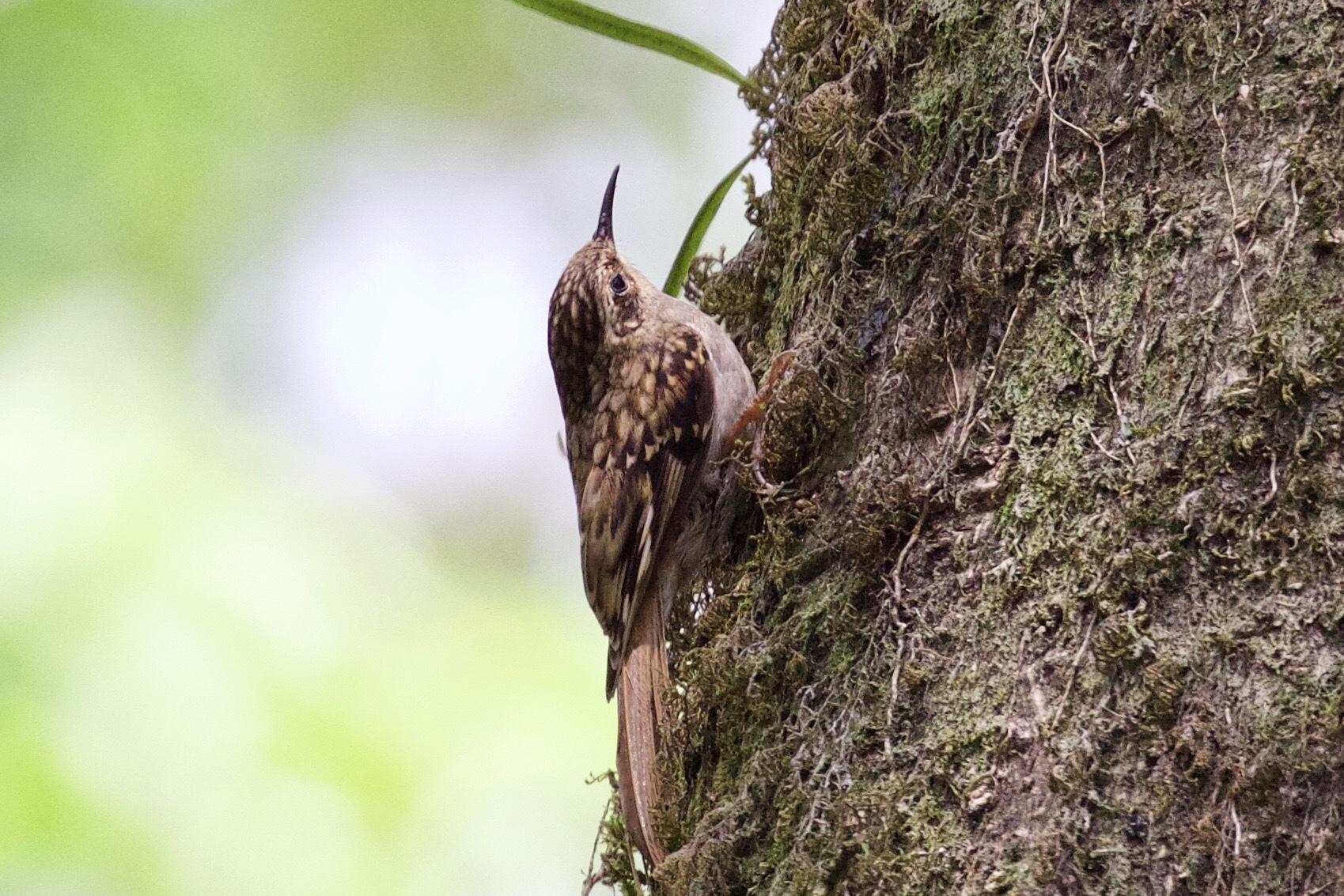 Sikkim Treecreeper