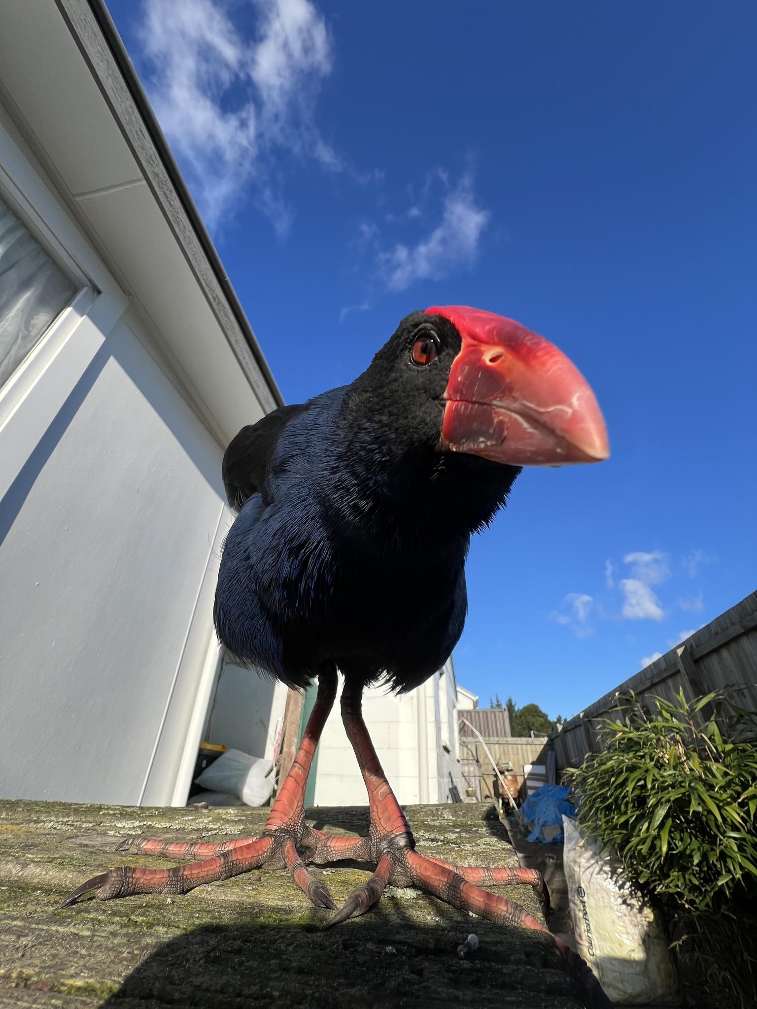 Calamón pukeko