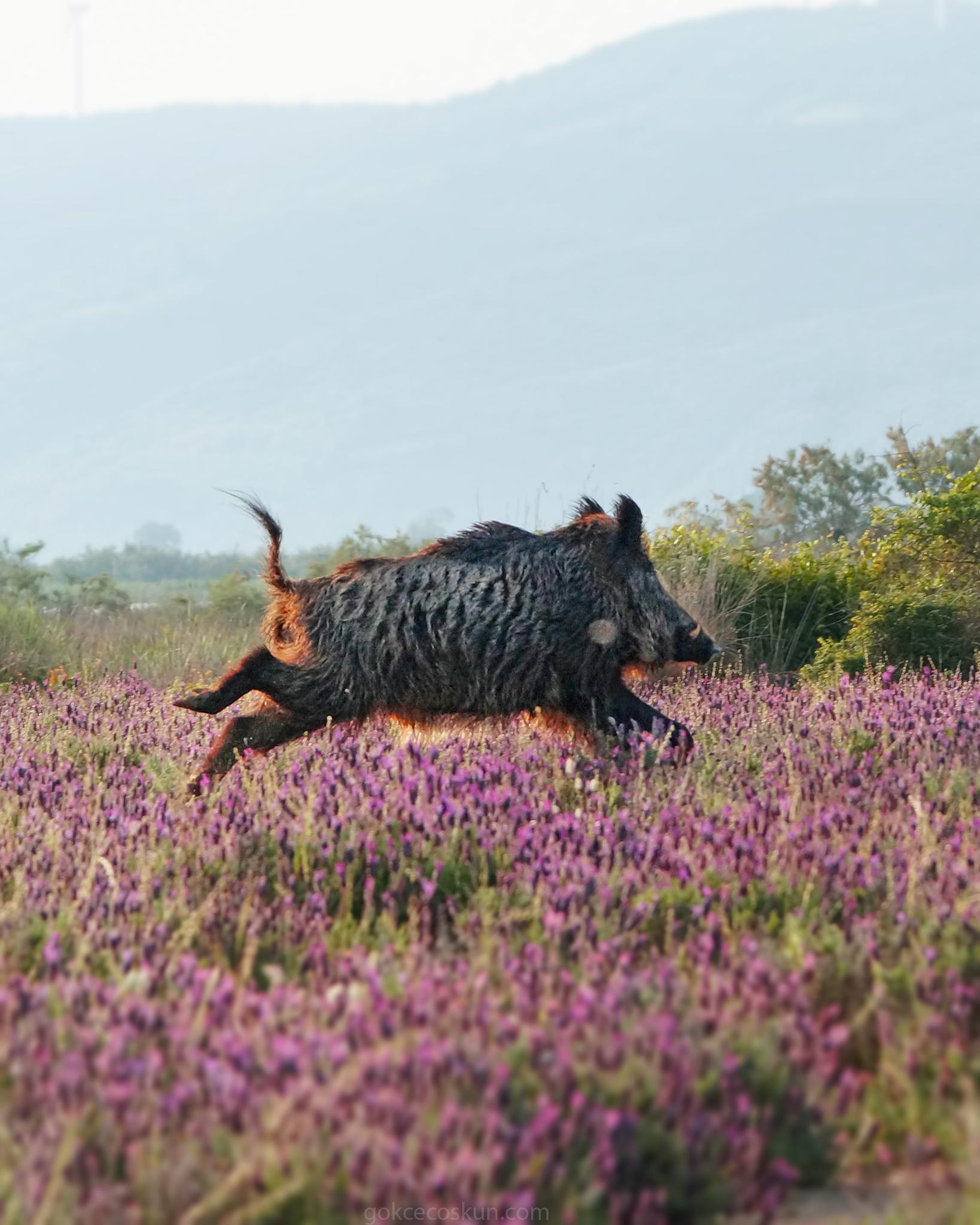 Ungulates, Carnivorans, and Allies