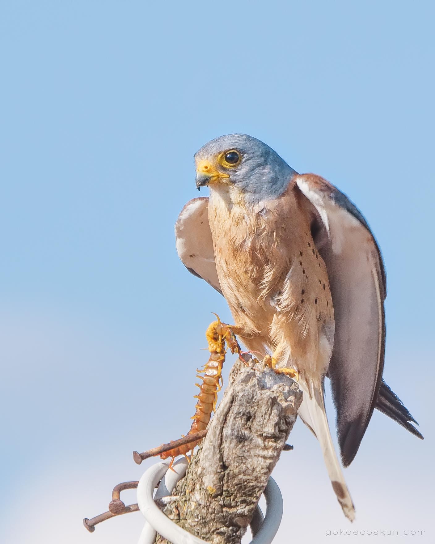 Cernicalo primilla