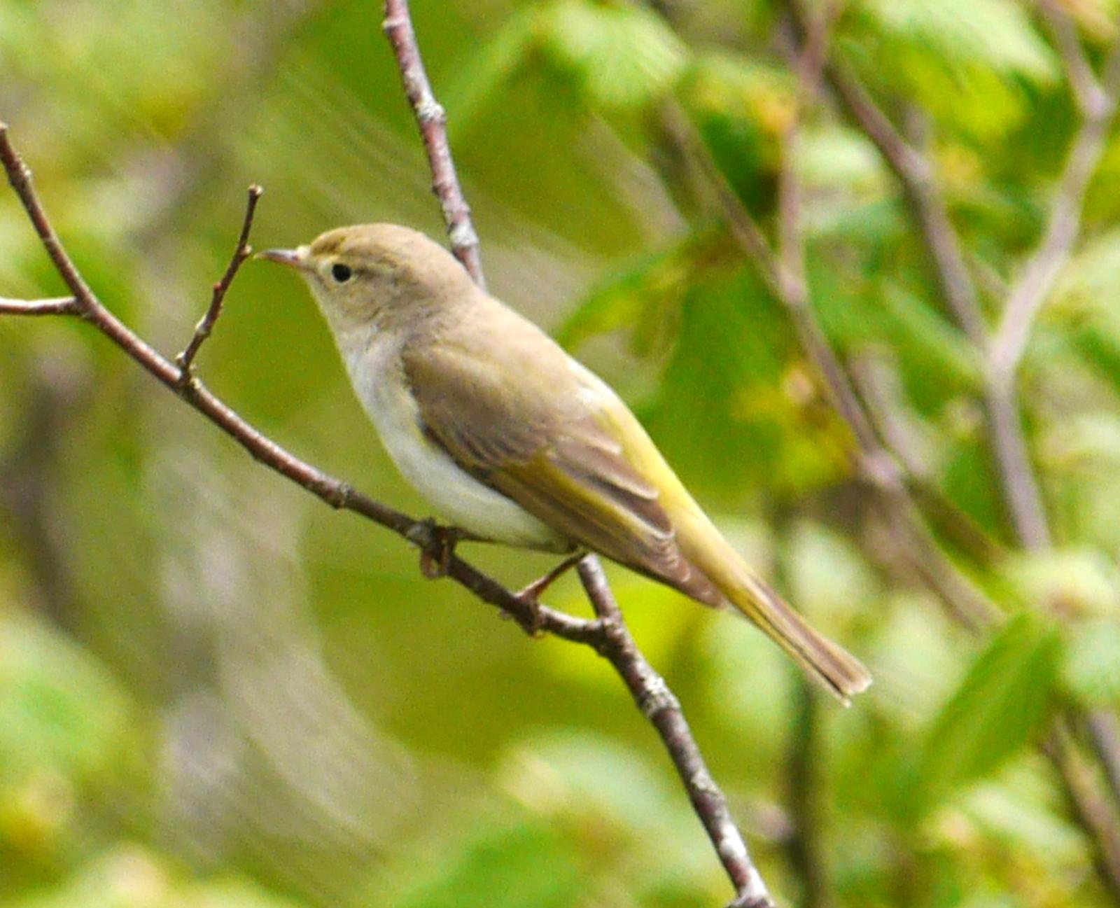Mosquitero Papialbo