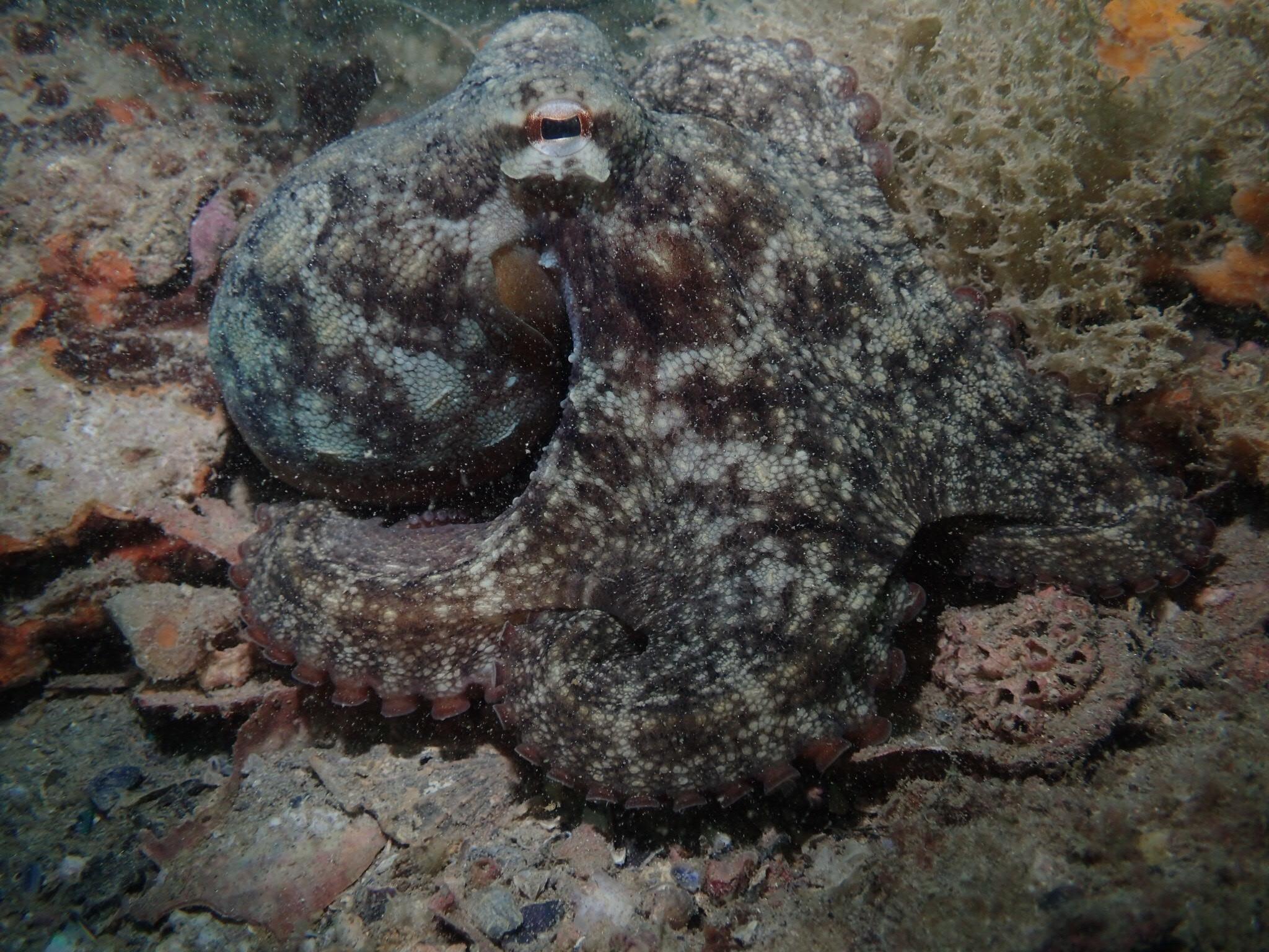 Star Octopus