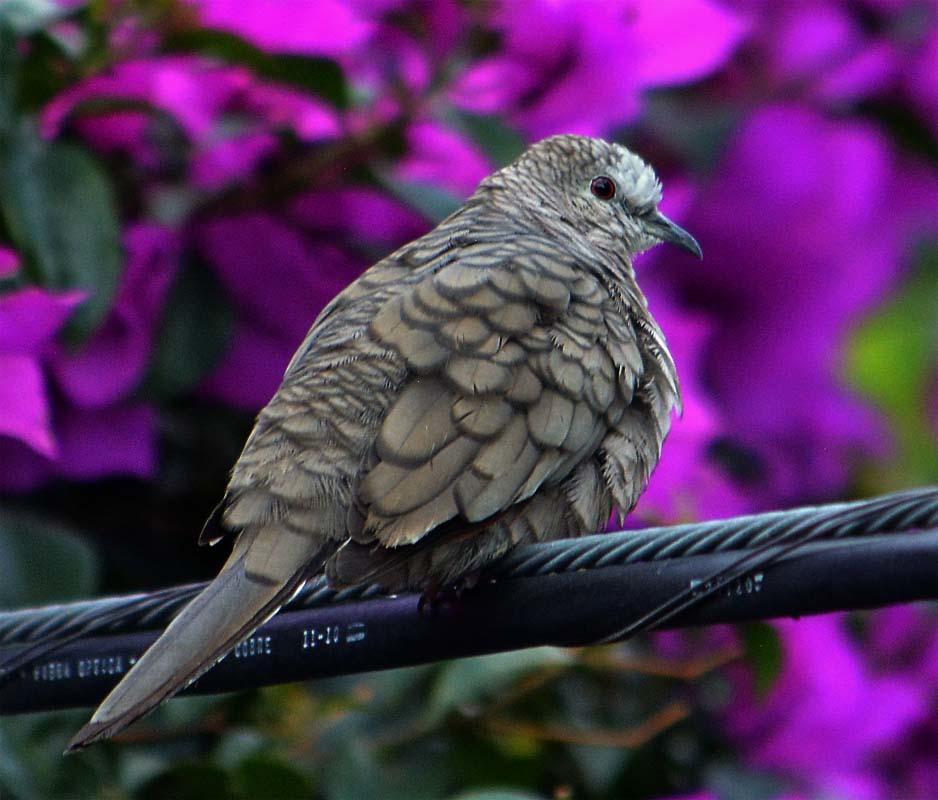 Palomas, tortolitas y coquitas