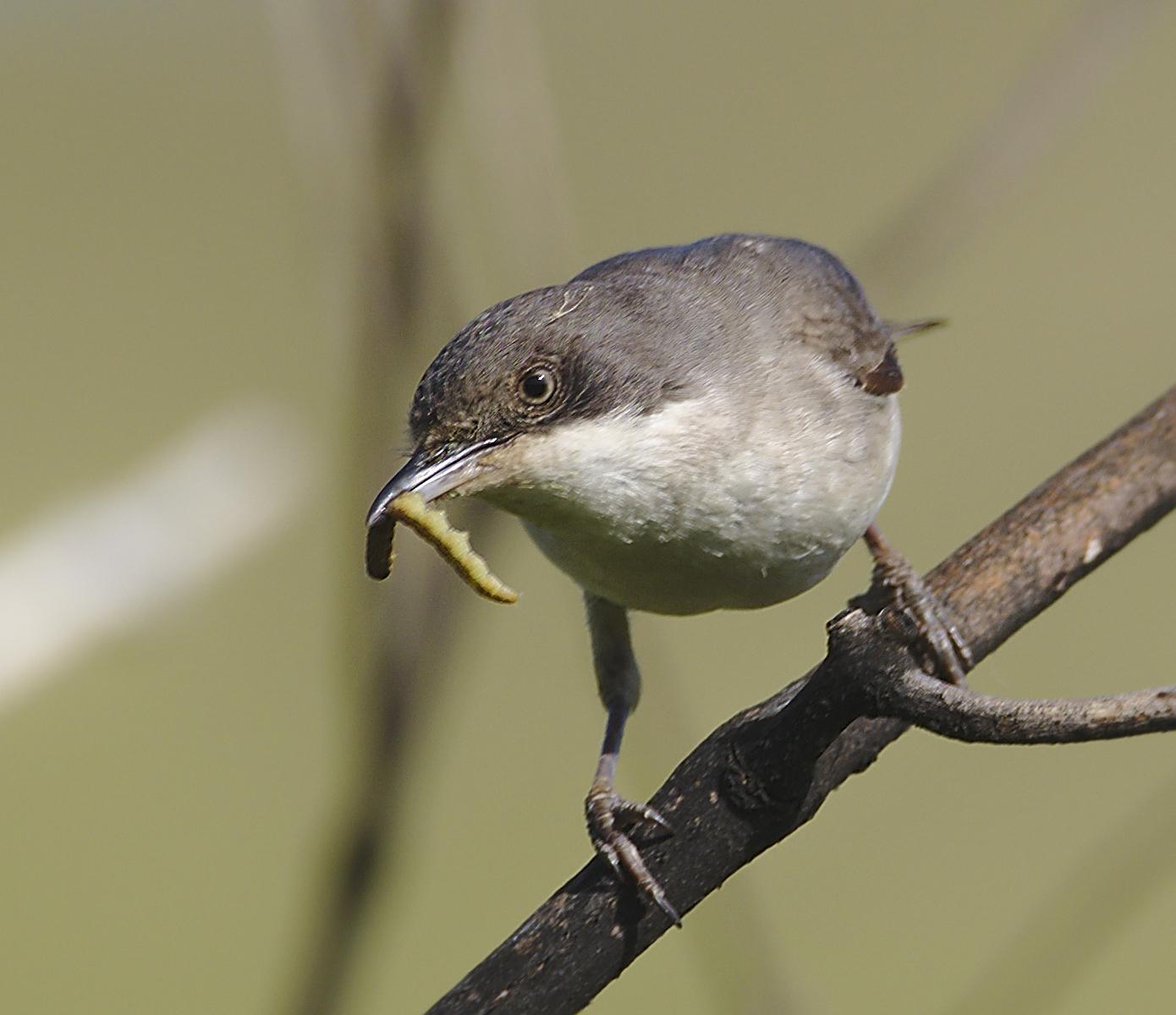 Eastern Orphean Warbler