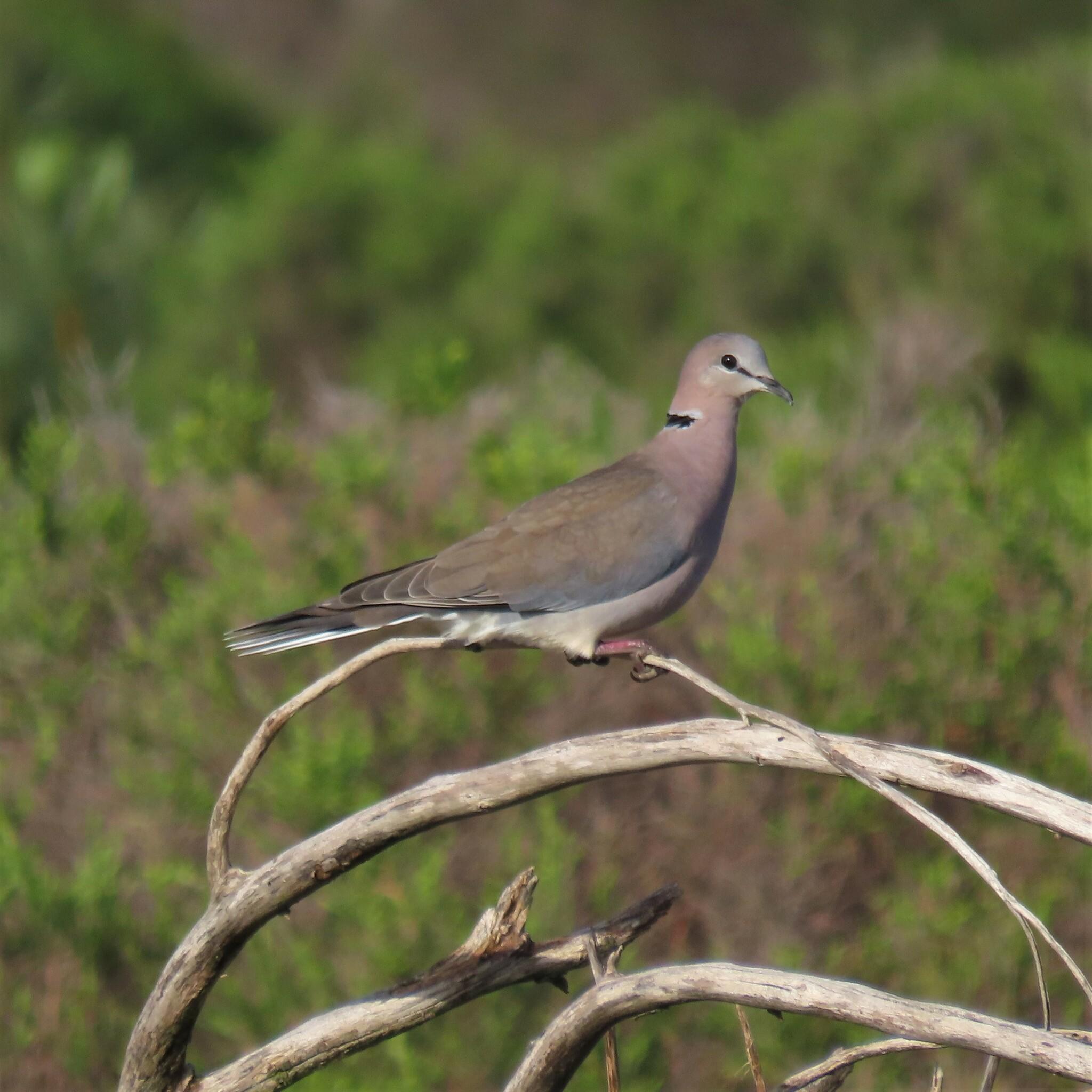 Cape Turtle Dove