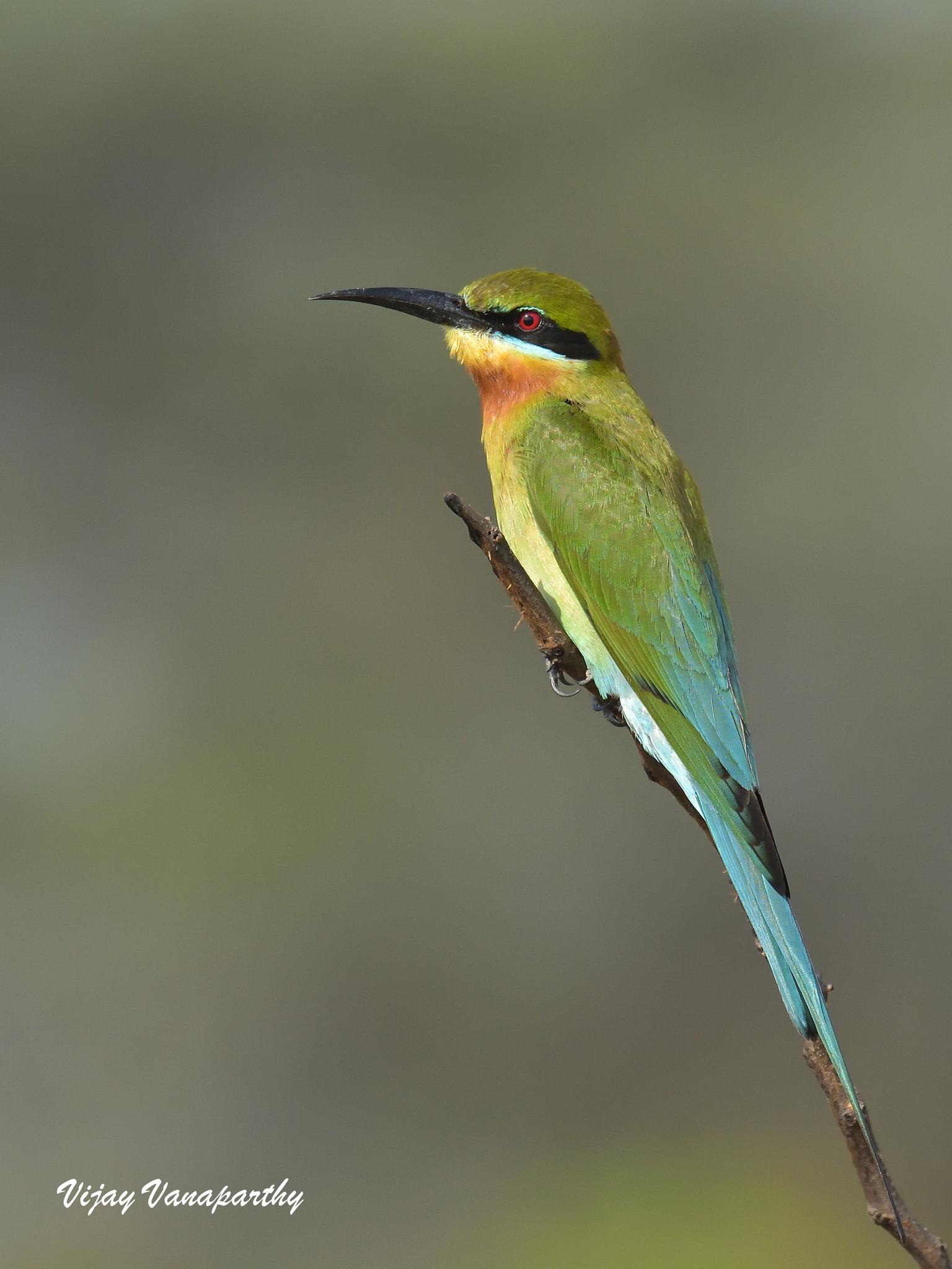 abejaruco coliazul