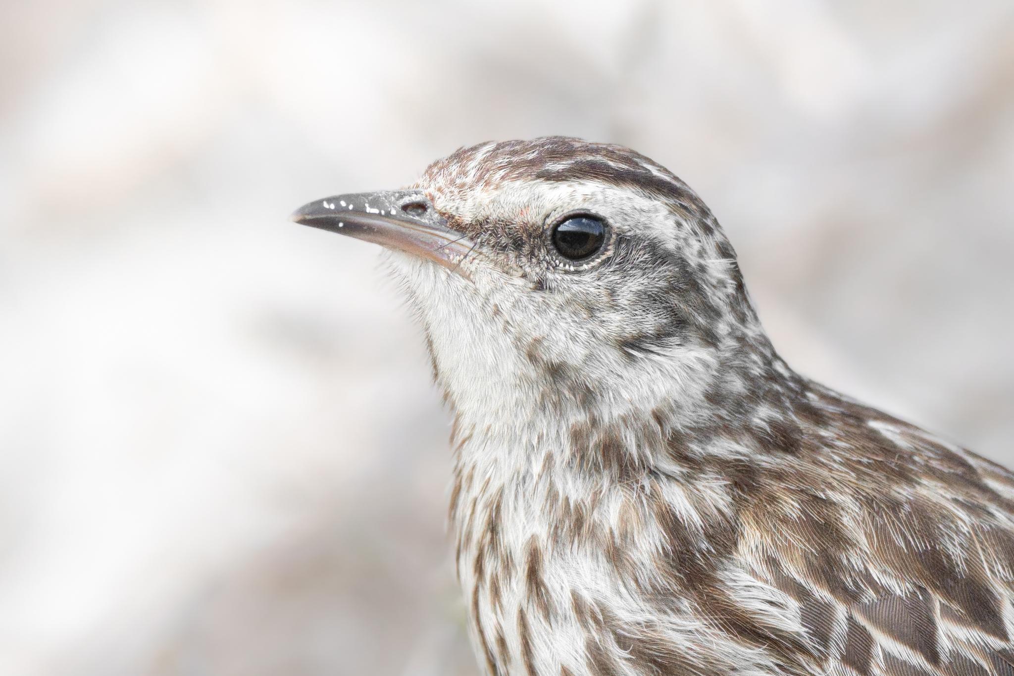 Anthus novaeseelandiae