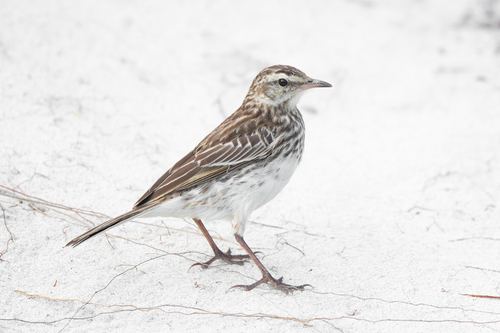 Anthus novaeseelandiae