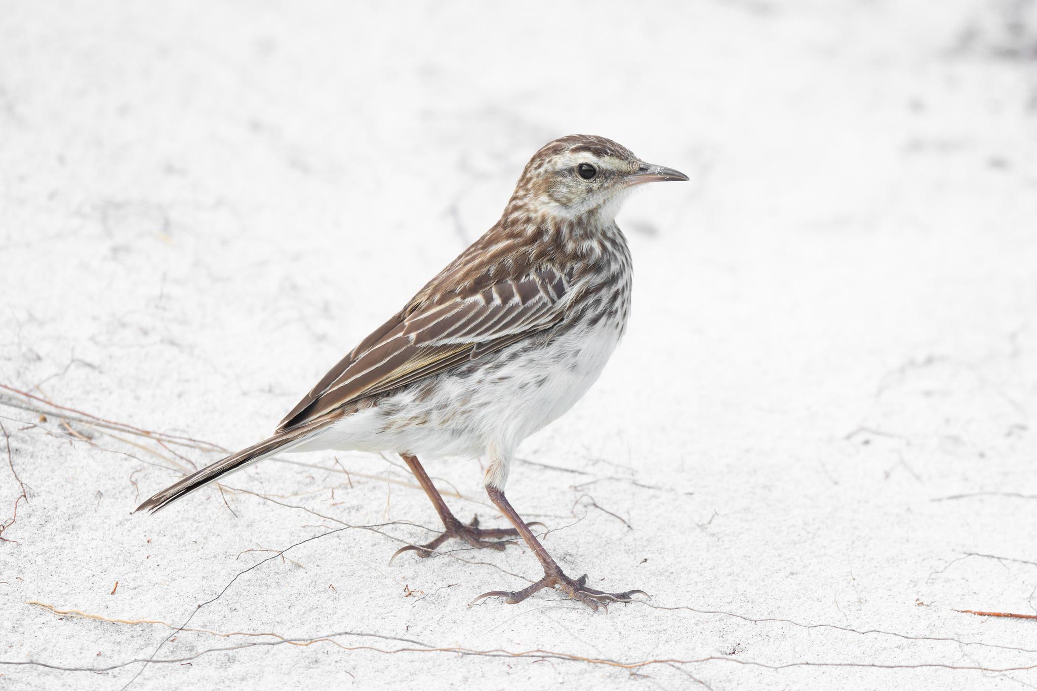 Anthus novaeseelandiae