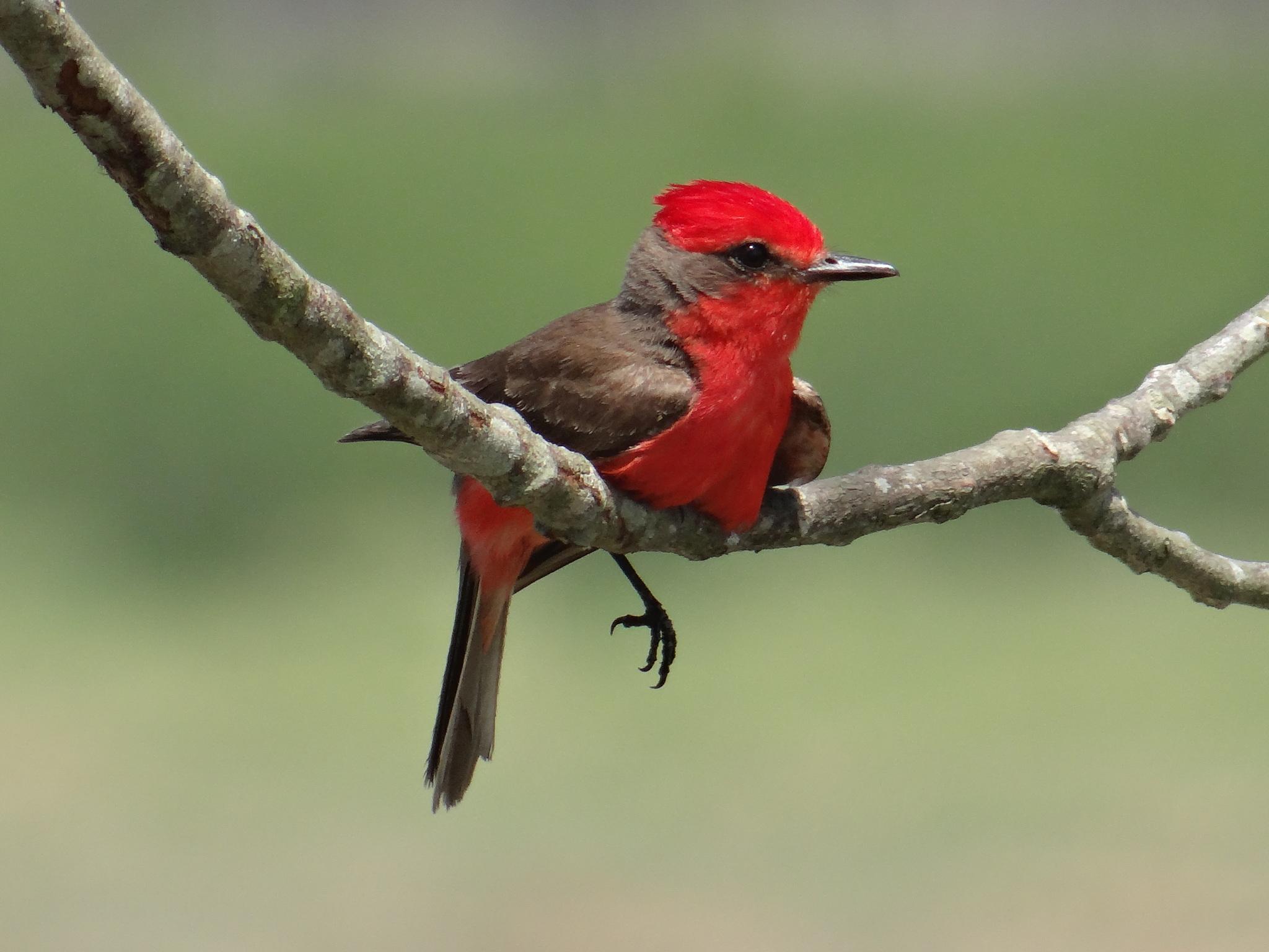 Papamoscas cardenalito