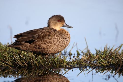 Grey Teal