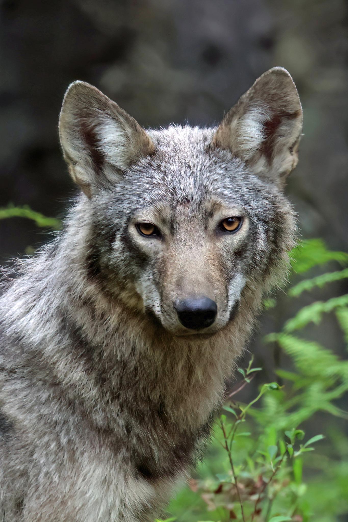 Lobo ciervo