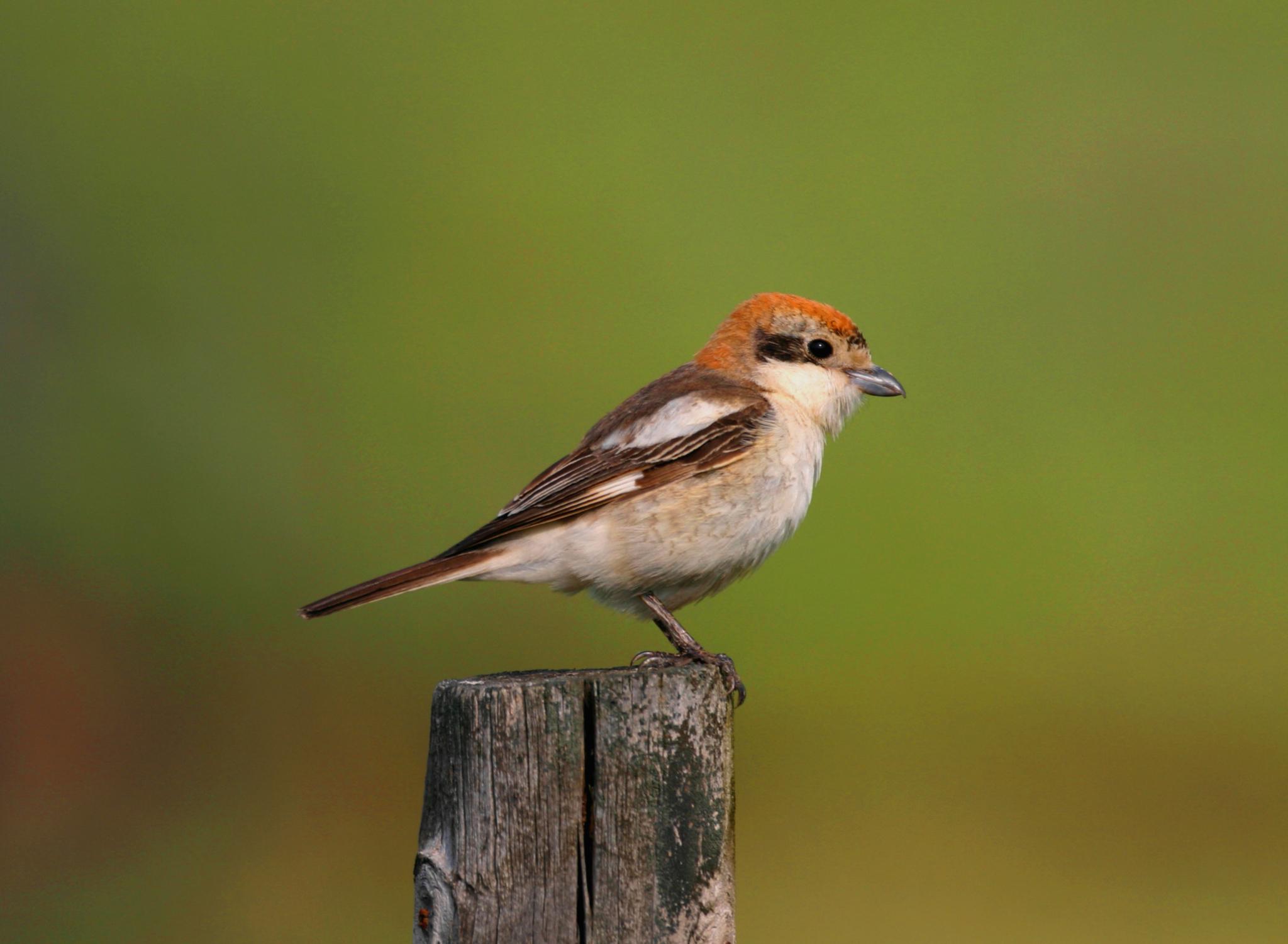Woodchat Shrike