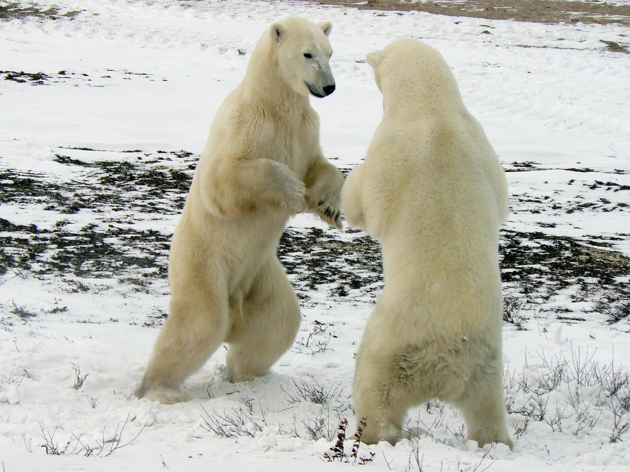 Oso Polar