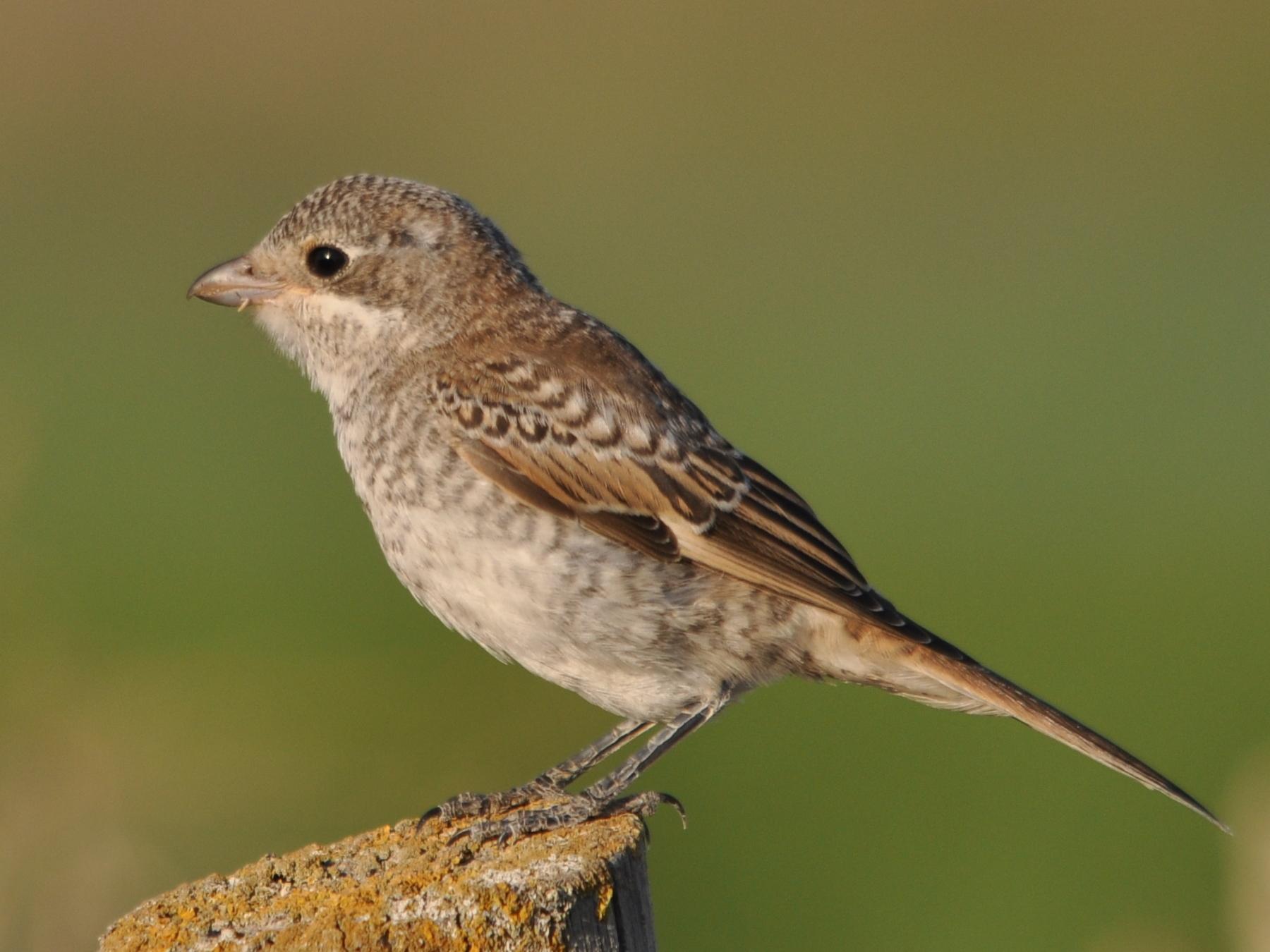 Woodchat Shrike