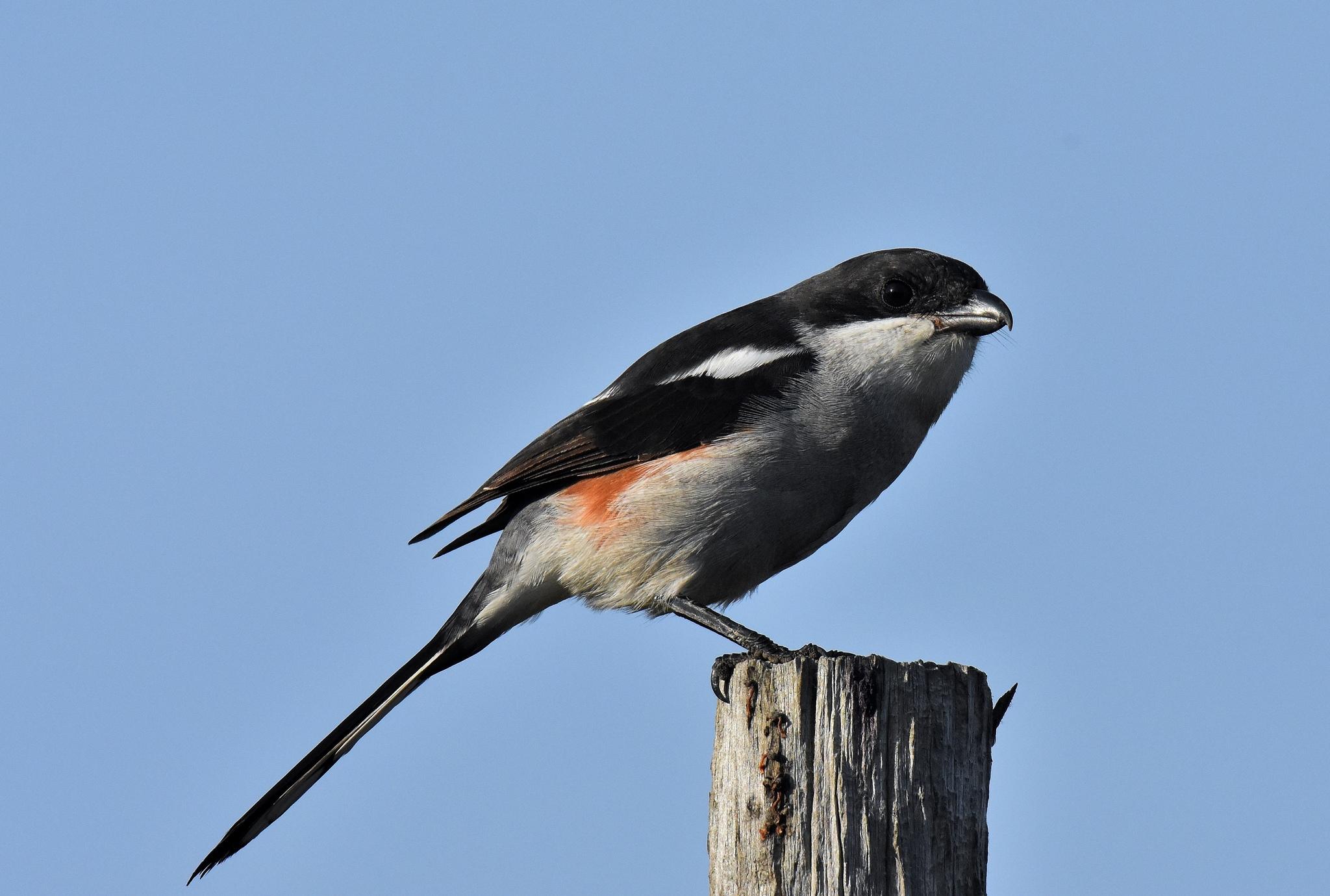 Southern Fiscal