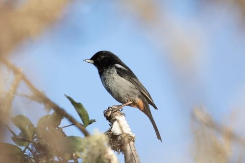 Gray-bellied Flowerpiercer