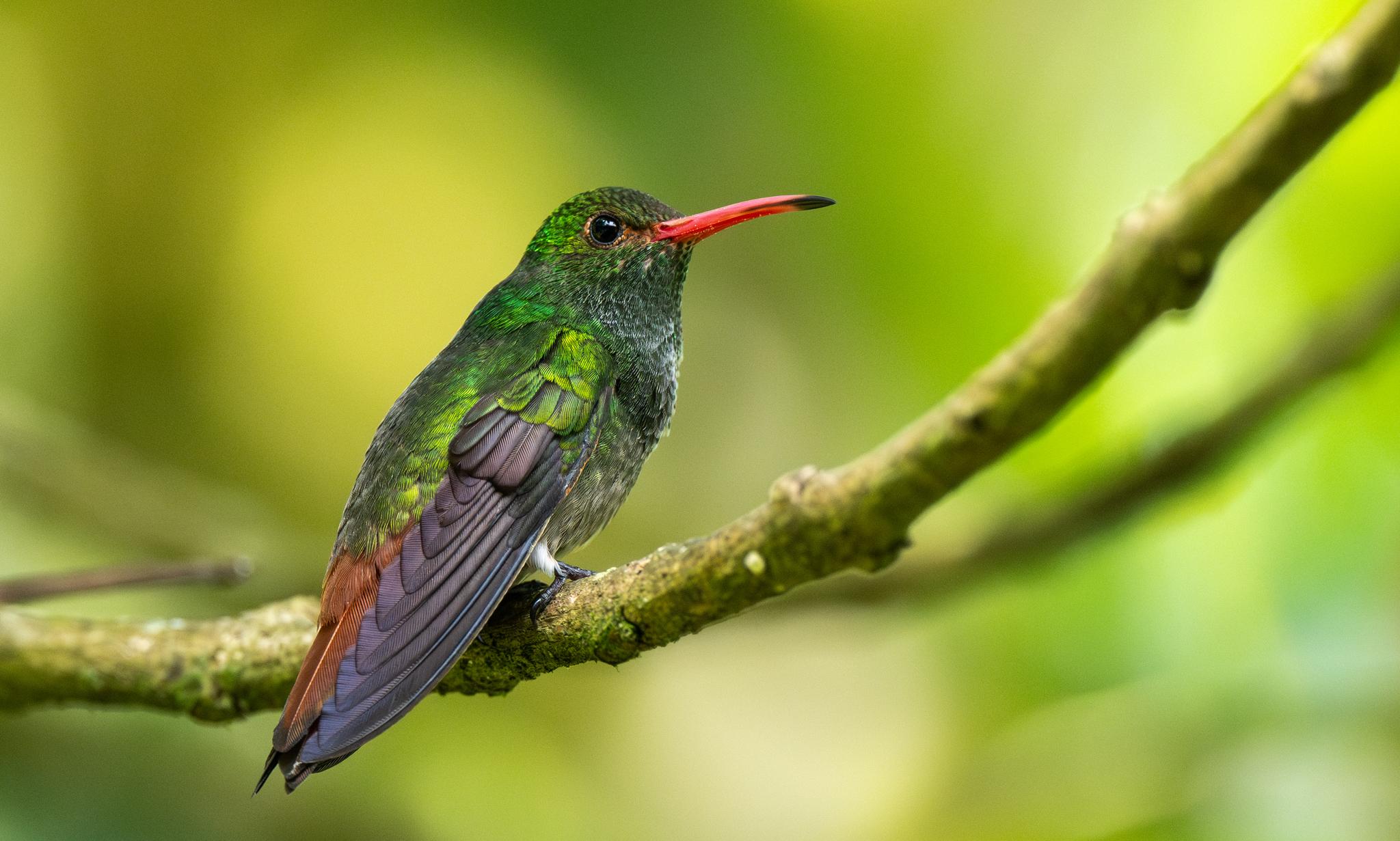 Rufous-tailed Hummingbird