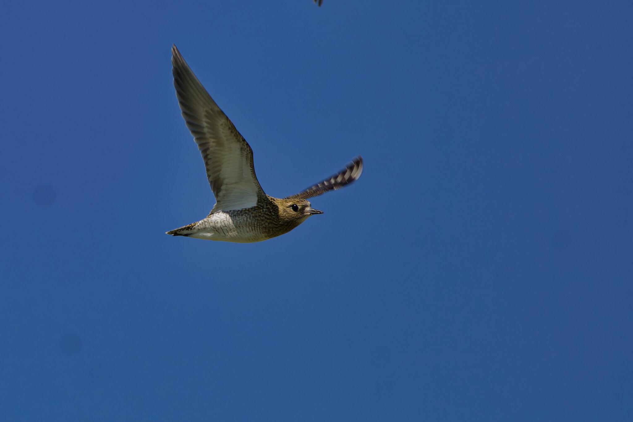 Chorlito dorado europeo