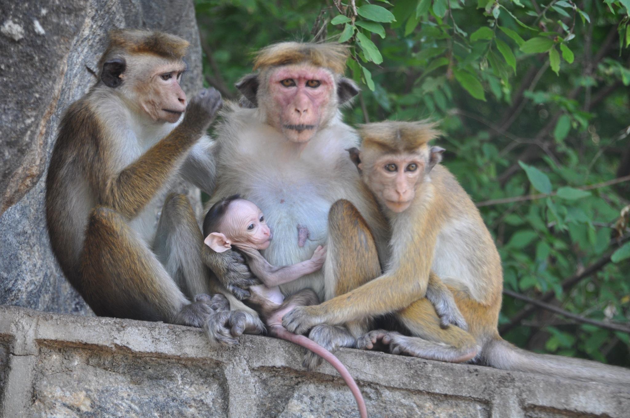 Monos, roedores y parientes