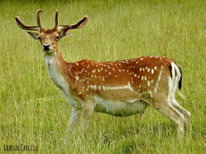 Gamo europeo