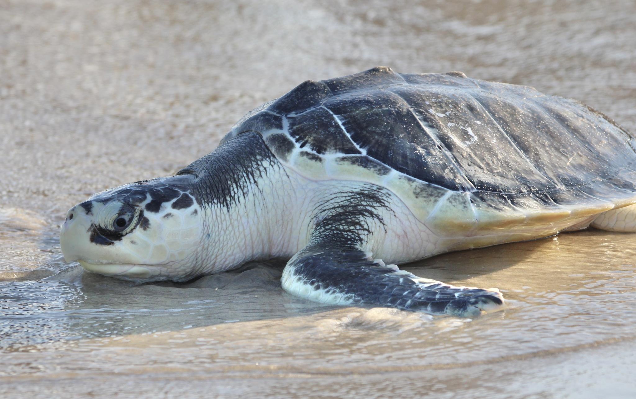 Tortuga lora