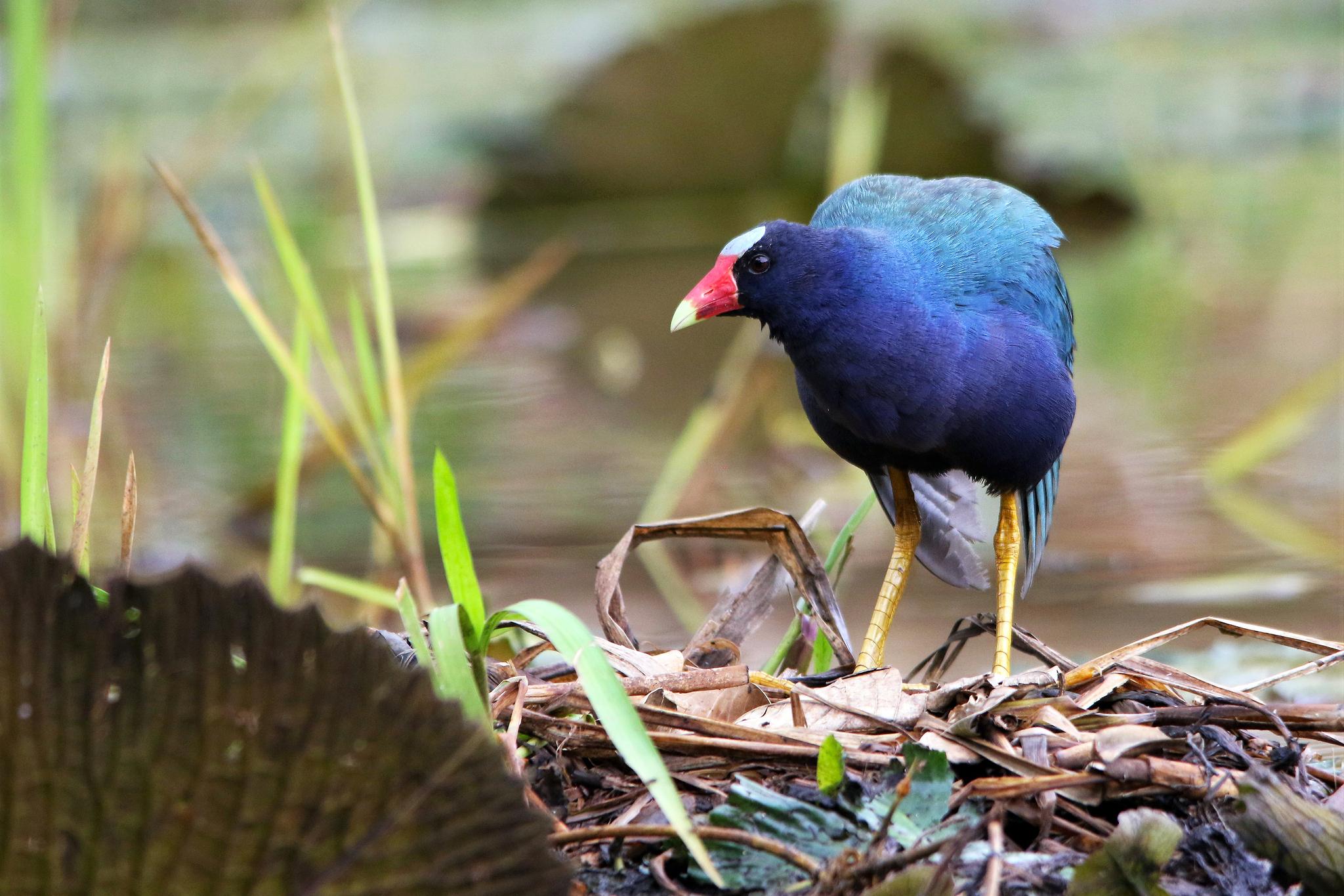 Gallineta morada