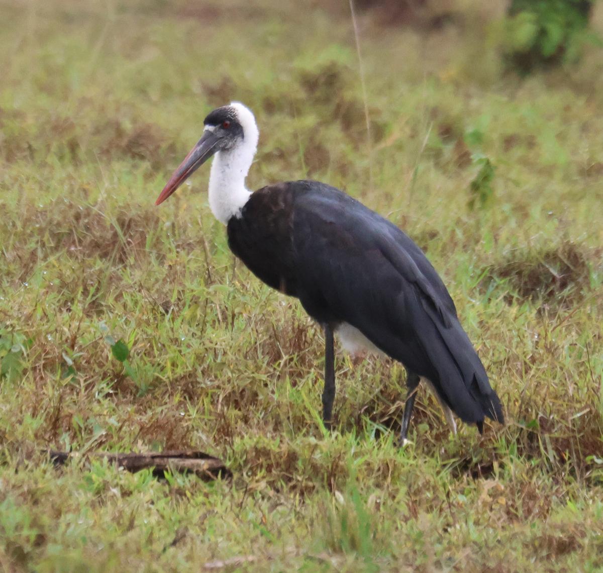 Cigüeña lanuda africana