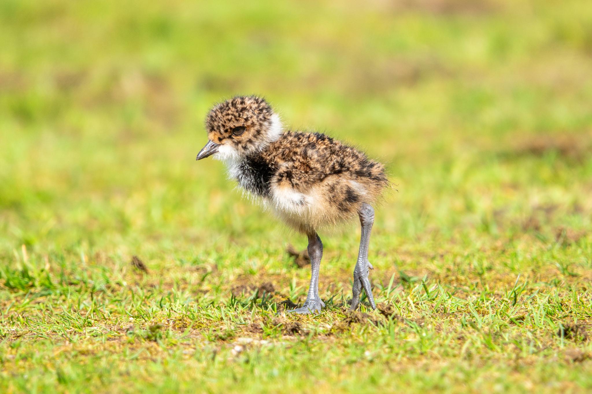 Southern Lapwing