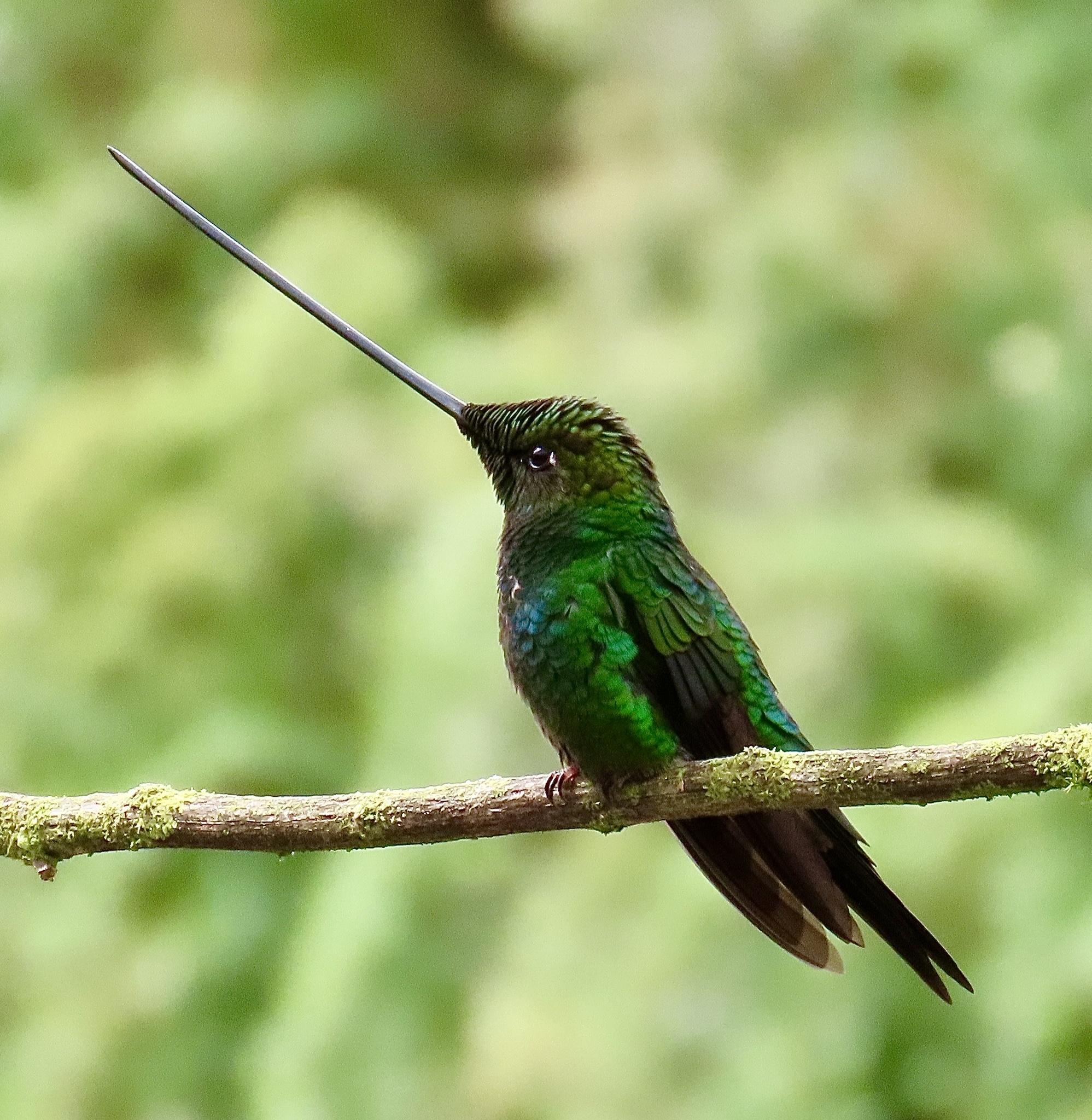 Colibríes y vencejos