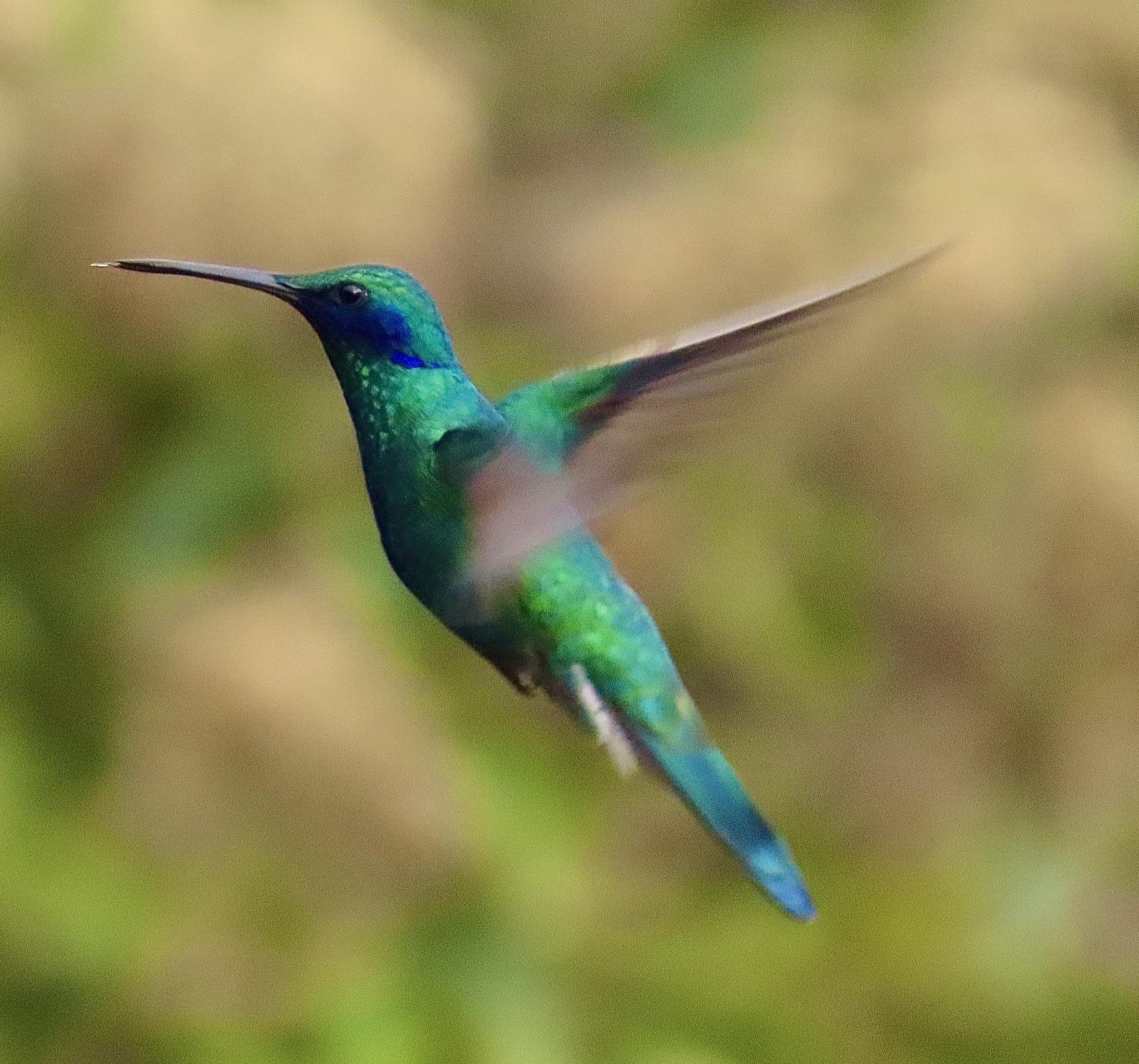 Colibríes y vencejos