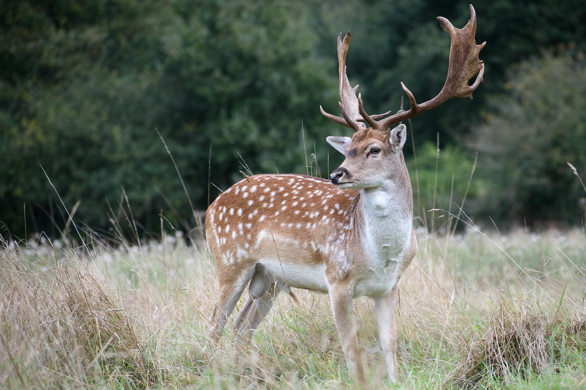 Gamo europeo