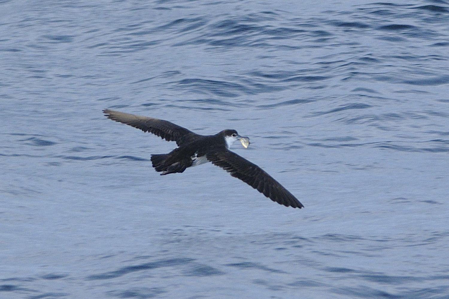 Pardela de Audubon