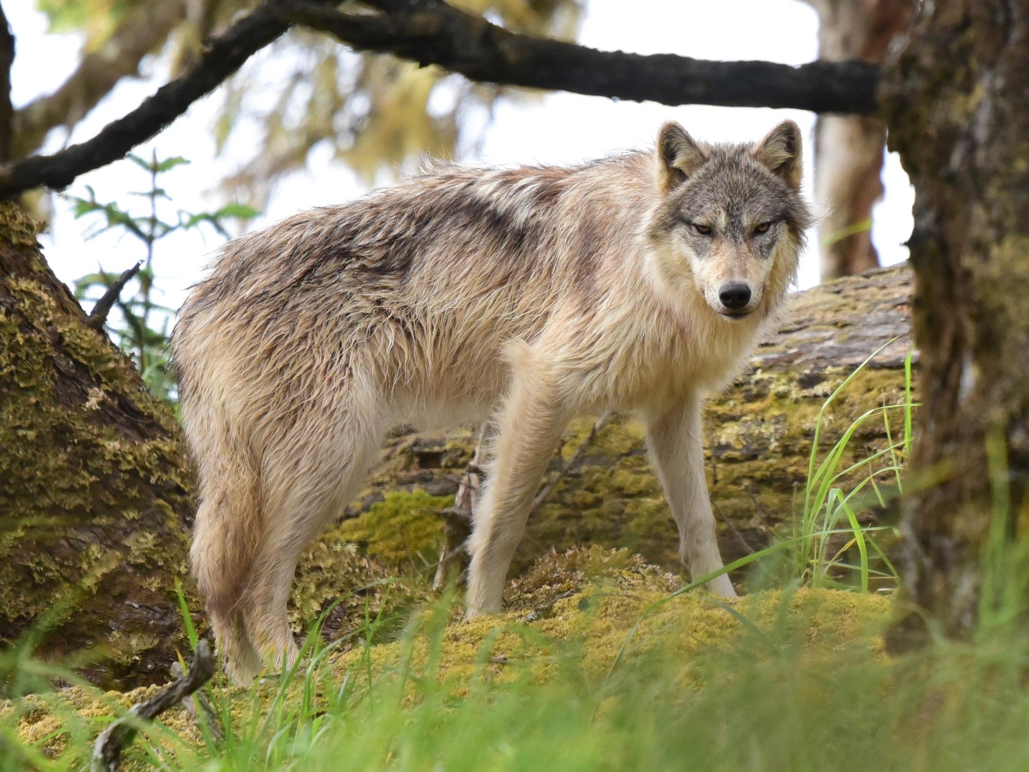 Lobo gris