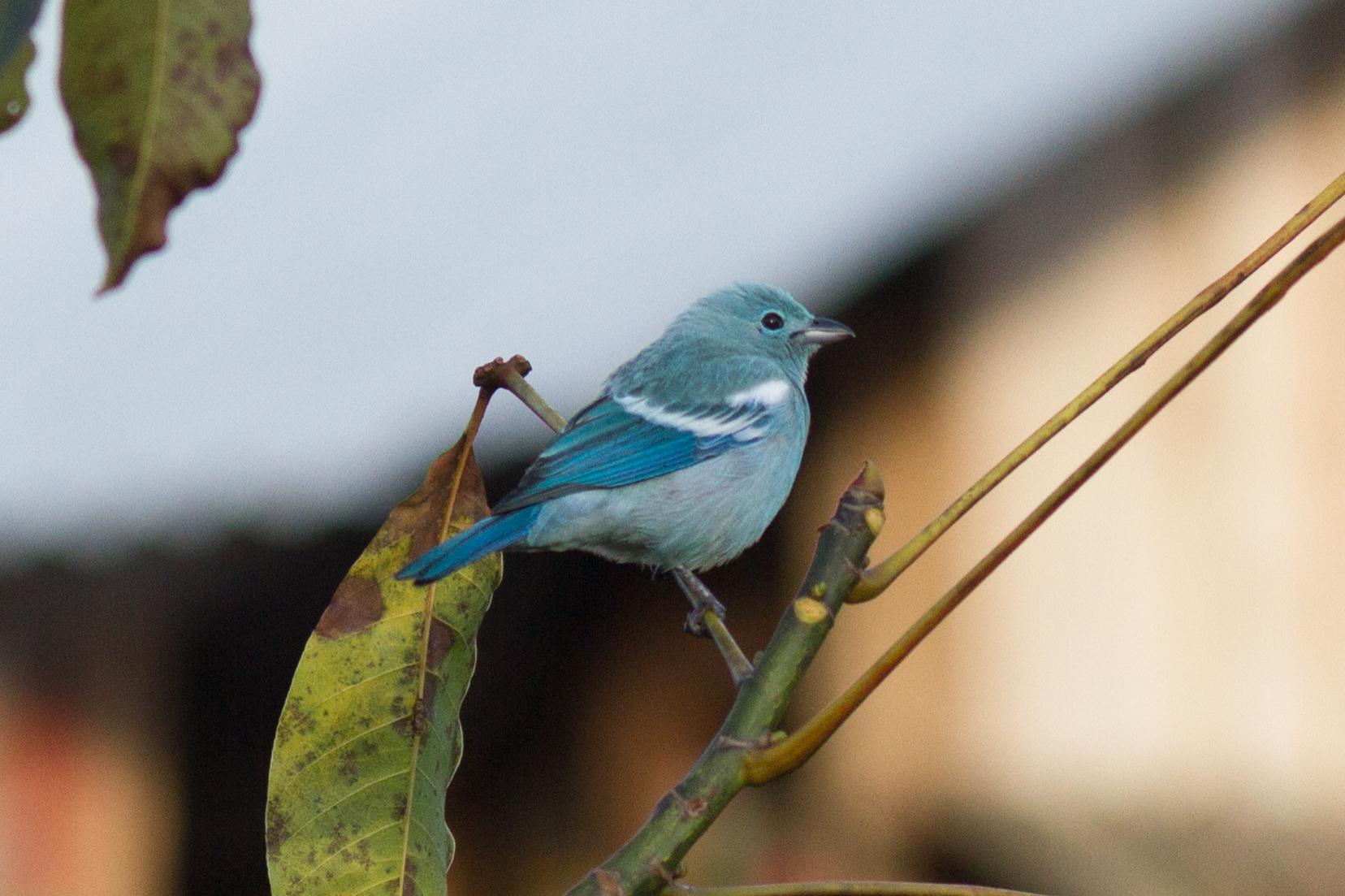 Blue-gray Tanager