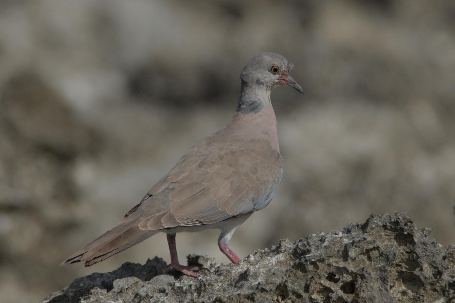 Philippine Collared-Dove