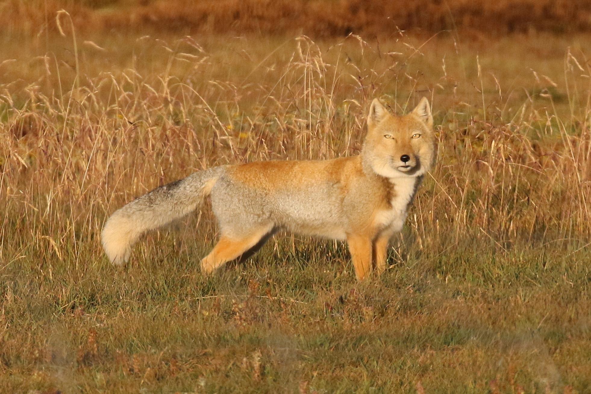 Tibetan Fox