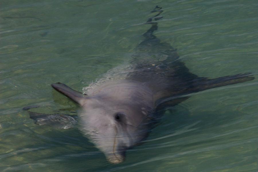 Delfin mular del océano índico
