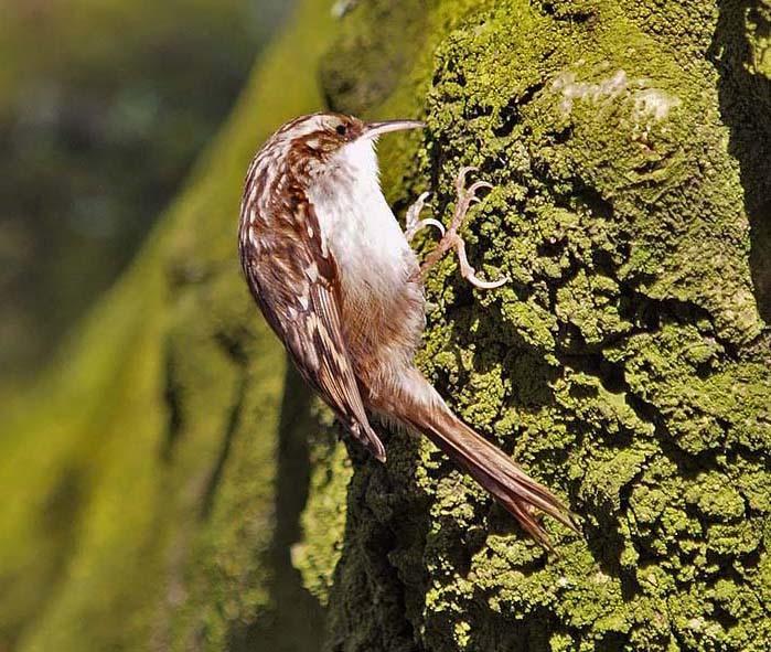 Short-toed Treecreeper
