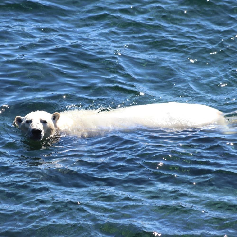 Oso Polar