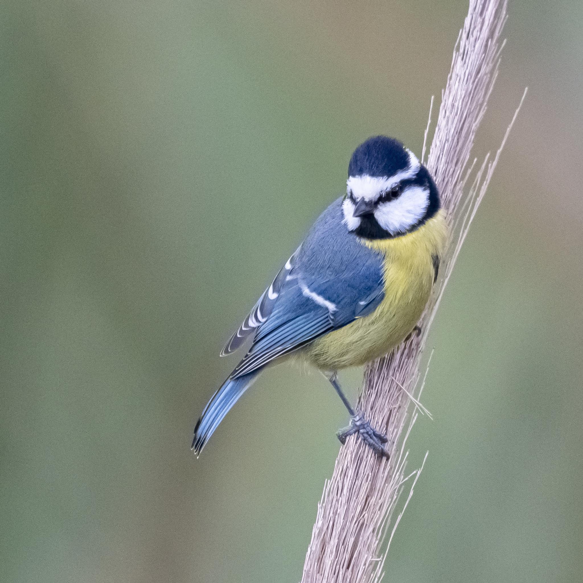 African Blue Tit