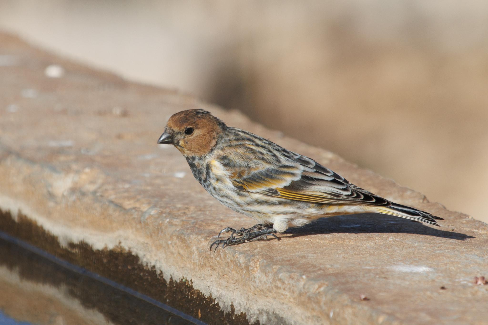Fire-fronted Serin