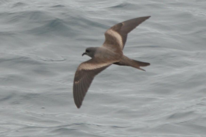 Golondrina de mar negra