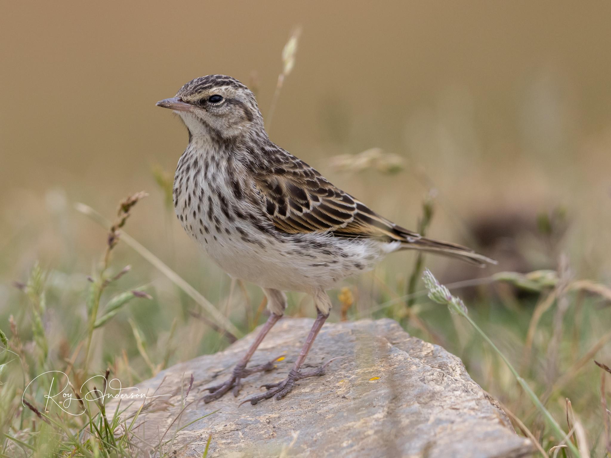 Anthus novaeseelandiae