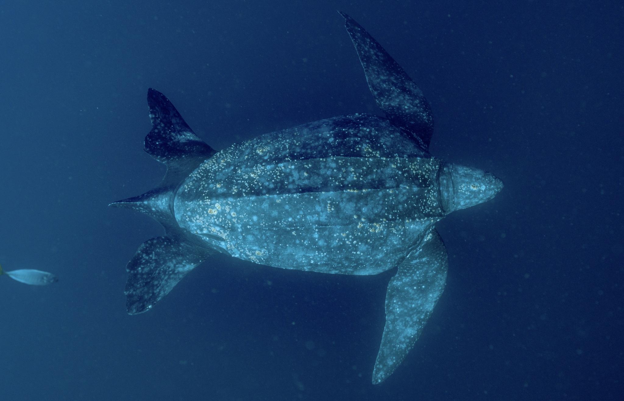 Tortuga Laúd