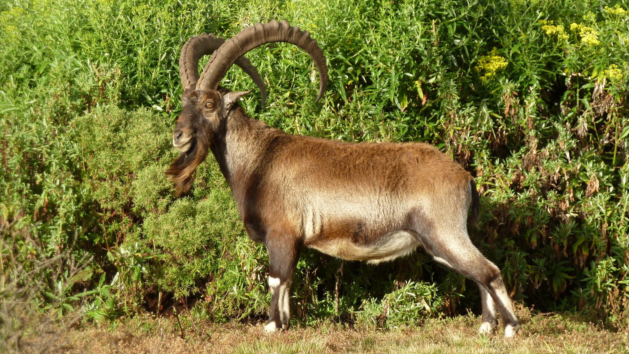 Cabra Montés de Etiopía