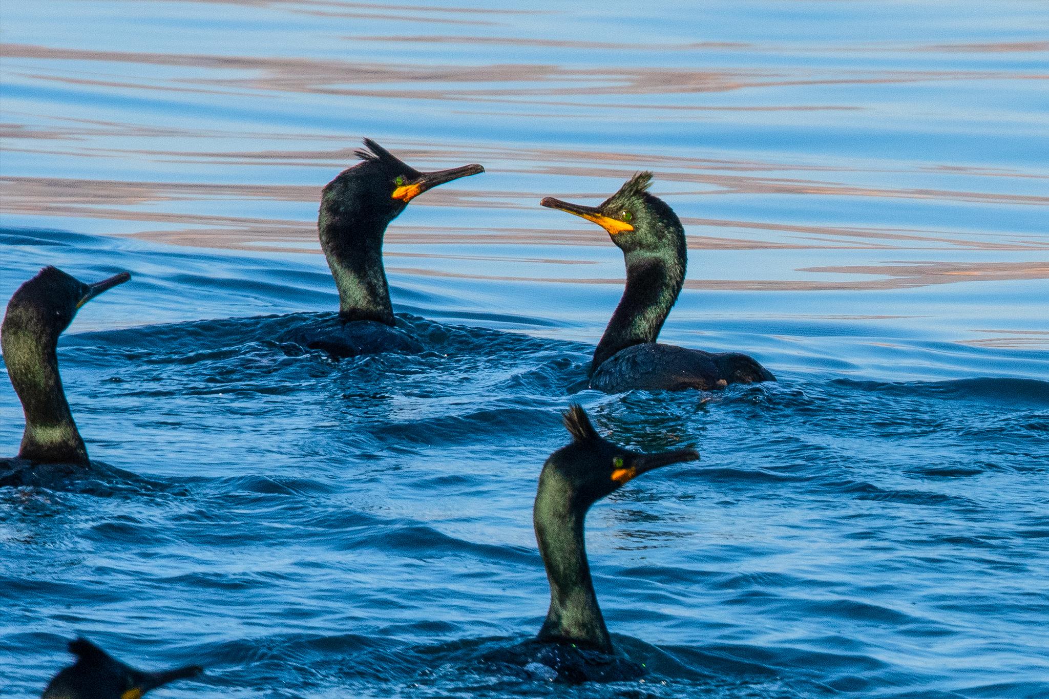 Cormorán moñudo